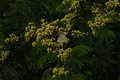 Catopsilia pomona