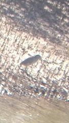 Nycticorax nycticorax