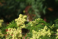 Euploea core