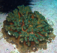 Pocillopora aliciae