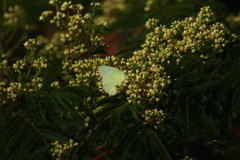 Catopsilia pomona