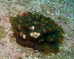 Pocillopora aliciae