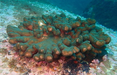 Pocillopora aliciae