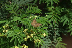 Junonia iphita iphita