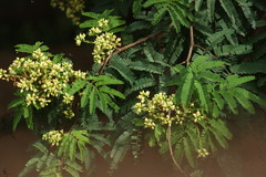 Fabaceae