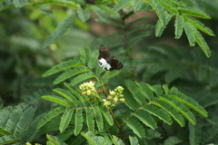 Tagiades litigiosa