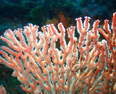 Melithaea zimmeri