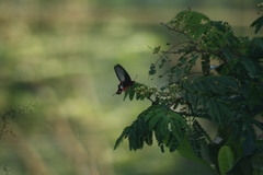 Pachliopta aristolochiae