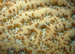 Coscinaraea mcneilli