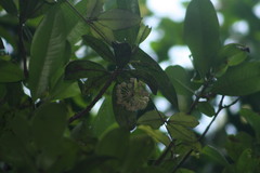 Hoya