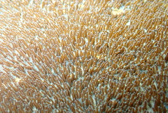 Coscinaraea mcneilli