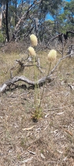 Ptilotus macrocephalus