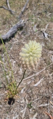 Ptilotus macrocephalus