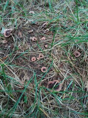 Hydnellum concrescens