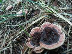 Hydnellum concrescens