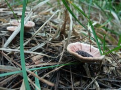 Hydnellum concrescens