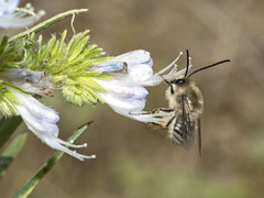 Eucera gracilipes