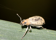 Entiminae