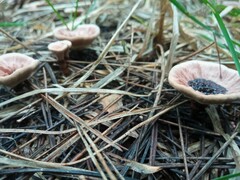 Hydnellum concrescens