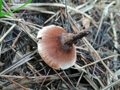 Hydnellum concrescens