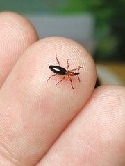 Cylas formicarius