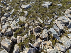 Microcachrys tetragona