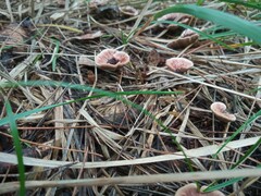 Hydnellum concrescens