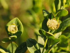 Pimelea ligustrina