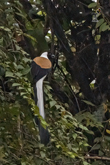 Dendrocitta leucogastra