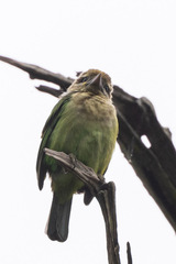 Psilopogon viridis