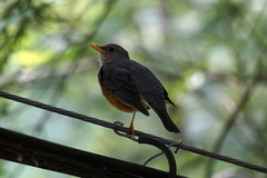 Turdus hortulorum