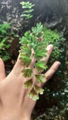 Adiantum capillus-veneris