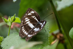 Neptis hylas