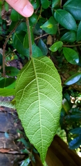 Ficus coronata