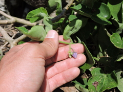 Solanum pelagicum