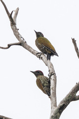 Picus chlorolophus