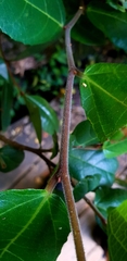 Ficus coronata