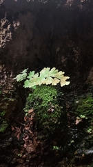 Adiantum capillus-veneris
