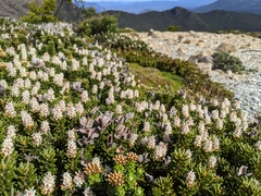 Orites revolutus