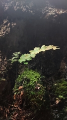 Adiantum capillus-veneris