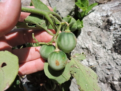 Solanum pelagicum