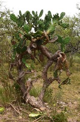 Opuntia megapotamica