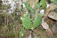 Opuntia megapotamica