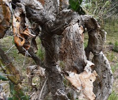 Opuntia megapotamica