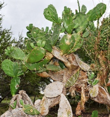 Opuntia megapotamica