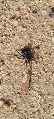 Nyssus albopunctatus