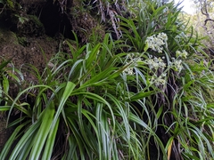 Milligania densiflora