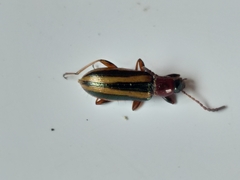 Neoeutrapela