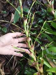 Vriesea philippocoburgi