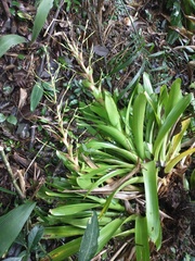 Vriesea philippocoburgi